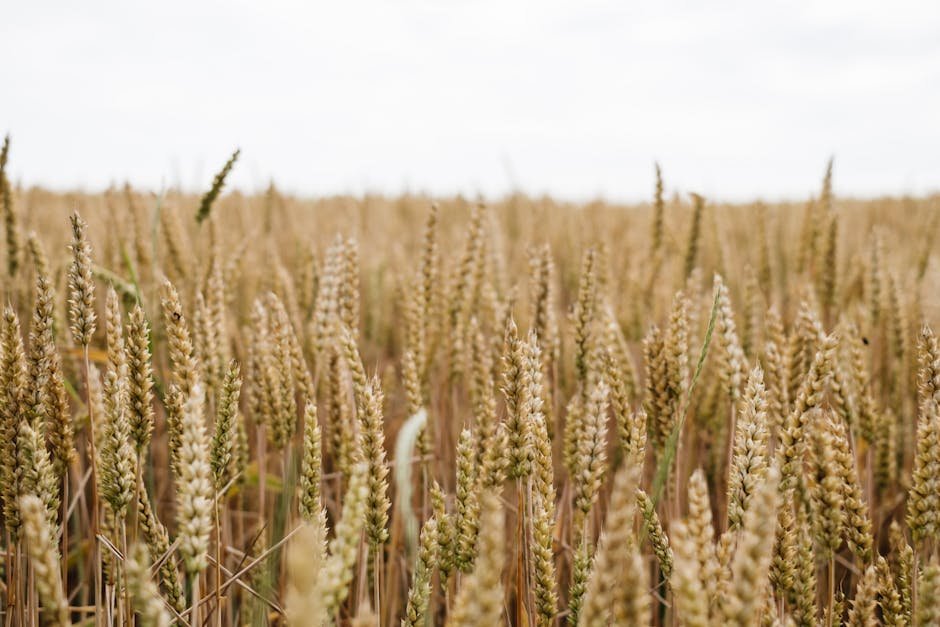 Close-up of a wheat field in Poland showcasing ripe golden heads under a clear sky.